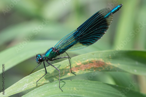 Gebänderte Prachtlibelle am Wasser © Manuel Stockenreiter