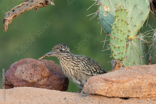 Greater Roadrunner in Southern Arizona, USA photo