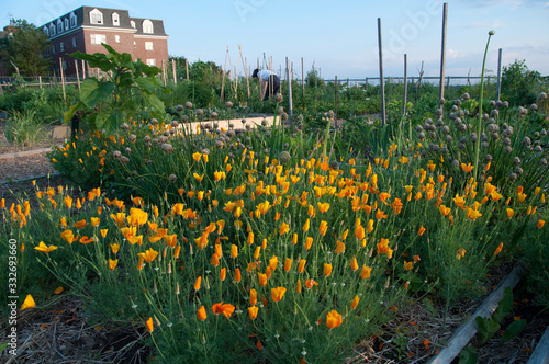 Urban Garden Orange Flowers