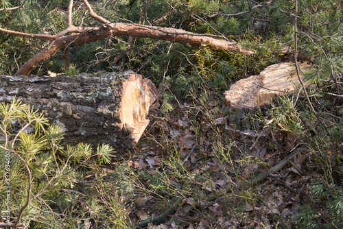 cut birch logs in forest