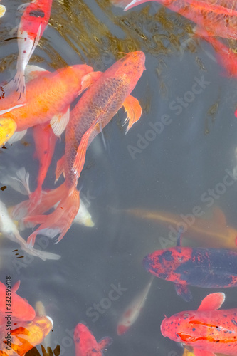 koi carp in a pond close up as a background © Роман Заворотный