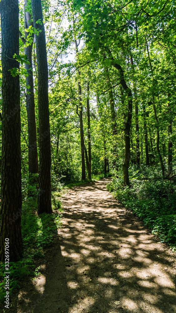 Obraz premium lichtdurchfluteter Weg im Wald