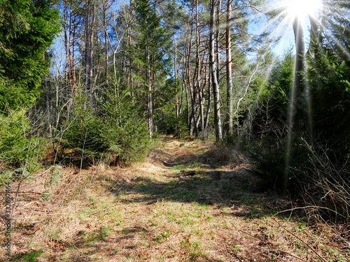 Idyllischer Waldweg im Sonnenschein