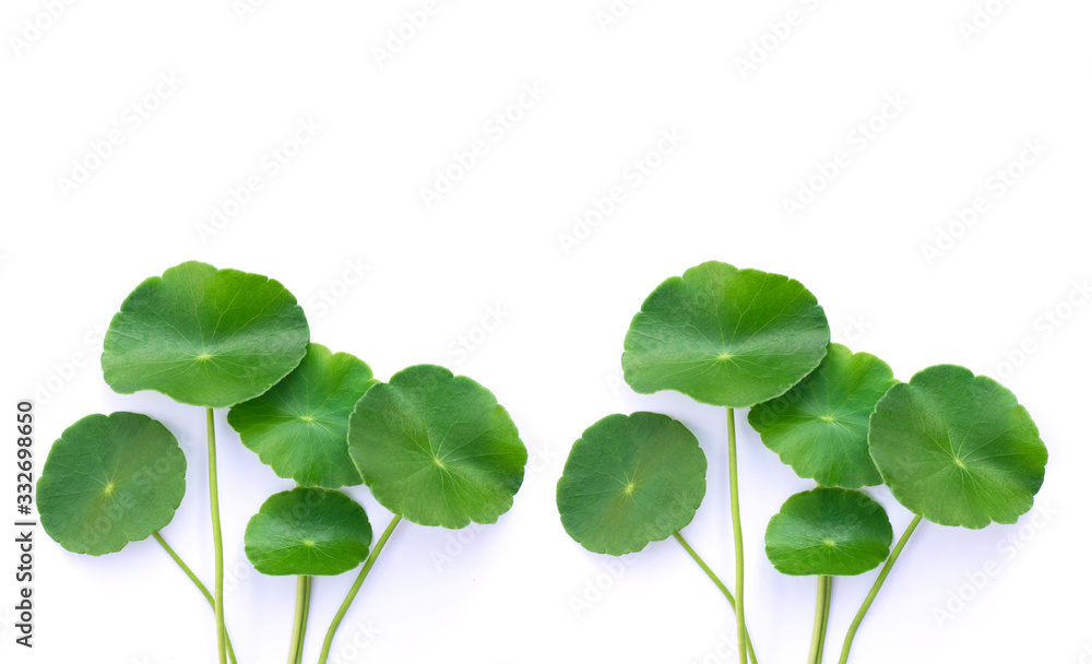 Closeup Centella asiatica leaves with water drops ( Asiatic pennywort, Indian pennywort, Gotu Kola ) isolated on white background. Tropical medical herbal plant concept. 