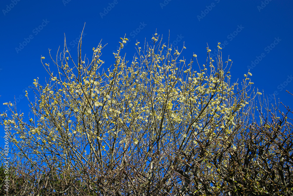 View on sallow tree with first blossoms appear in spring time - Germany