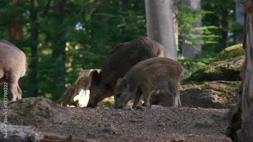 wild boars in the fores looking for food wild boars in the fores looking for food