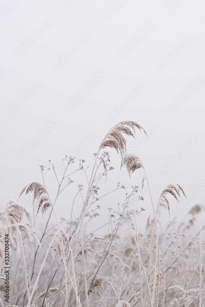 Fototapeta Dry Grass And Flowers In Field / Frozen Wildflowers And Reed / Country Farmhouse Decor