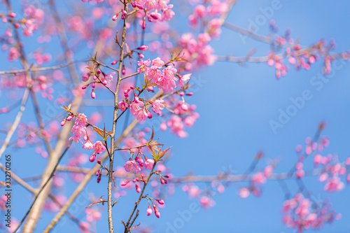 The beautiful pink cherry blossom flower on the tree in winter season, Chiang Mai, Thailand