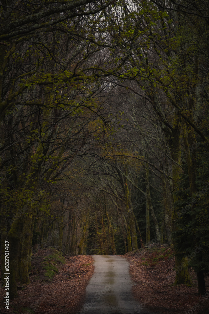 Estrada sem fim recta na floresta no outono dramático