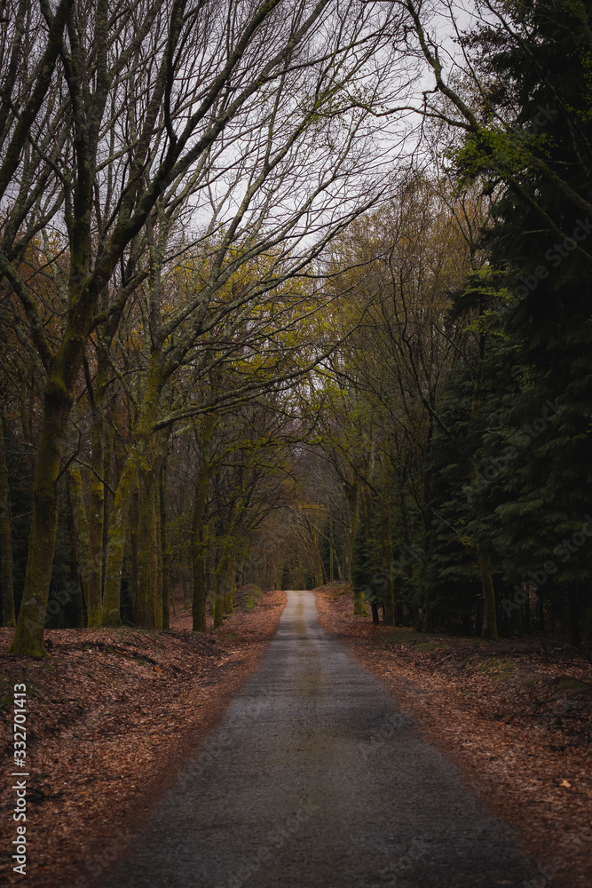 Estrada sem fim recta na floresta no outono dramático