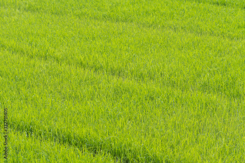 Fototapeta Naklejka Na Ścianę i Meble -  Rice Field  In Thailand green rice farm, Green Background
