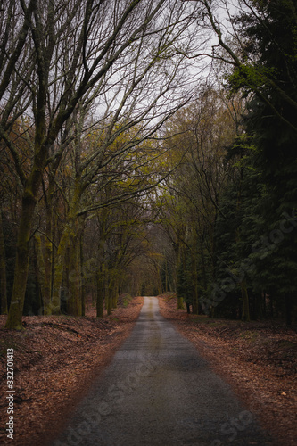 Estrada sem fim recta na floresta no outono dramático