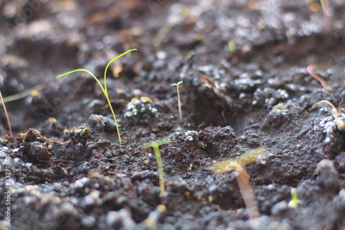 seedlings in the village on the windowsill