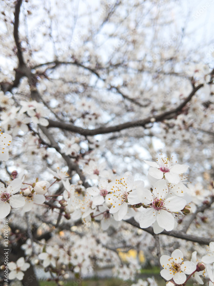 Close up of beautiful white spring flowers on a branch wih fresh new green leaves. Close up of beautiful white spring flowers on a branch wih fresh new green leaves.