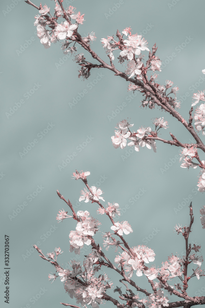 Cherry tree blossom japanese tree in bloom floral photography mint and pink pastel colors Cherry tree blossom japanese tree in bloom floral photography mint and pink pastel colors