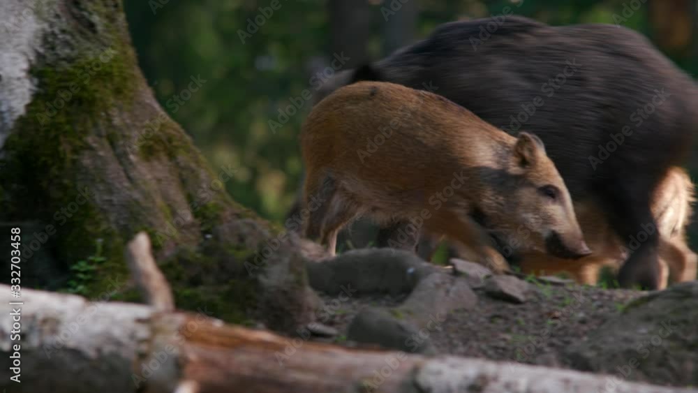 wild boars in the fores looking for food wild boars in the fores looking for food