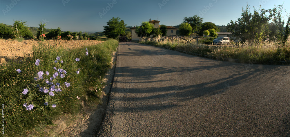 Wild chicory flowering by rural Tuscan lane