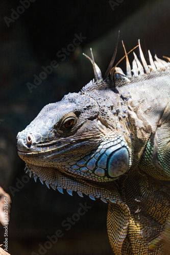 a big iguana with colorful skin