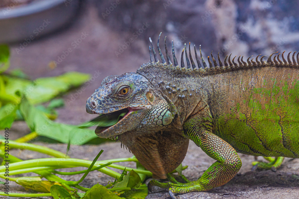 green iguana feeding on veggies green iguana feeding on veggies