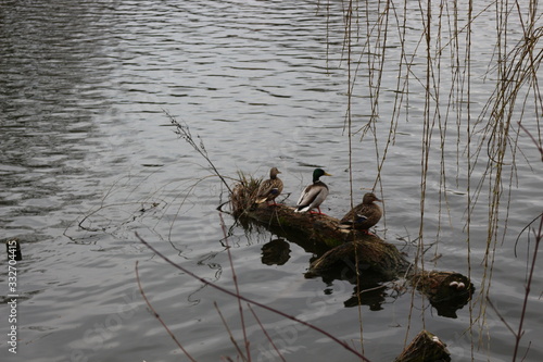 Canvas Print The mating season began in wild ducks