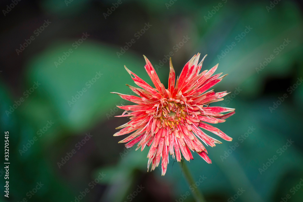 Cactus Dahlia.