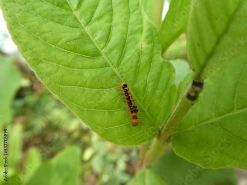 Caterpillar on tree in Vietnam