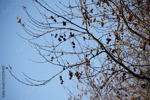 Photography Bare branches with fruits of Platanus × Acerifolia, the London planetree
