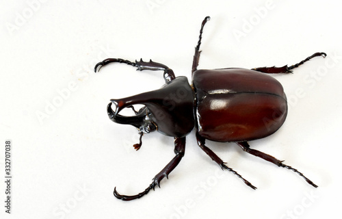 Rhinoceros beetle, Hercules beetle, Unicorn beetle, horn beetle male isolated on white background