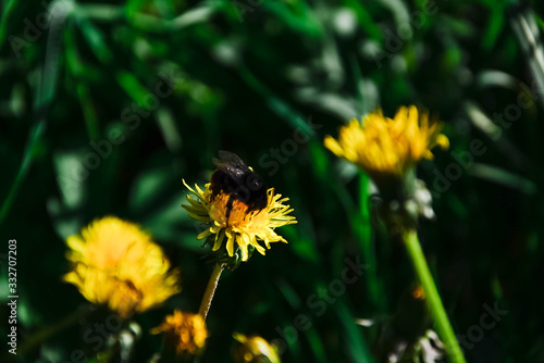 Green grass. Yellow dandelion. Close-up of bumblebee on the flower. © Anastasia