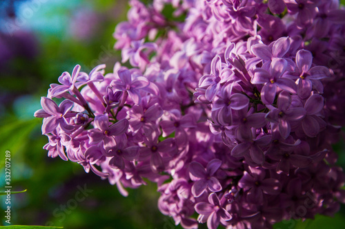 Sunny spring day. Purple blooming lilac in city park. Close-up.