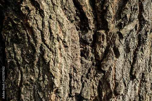 Bark of an old big tree in the forest. Close-up. Background texture.