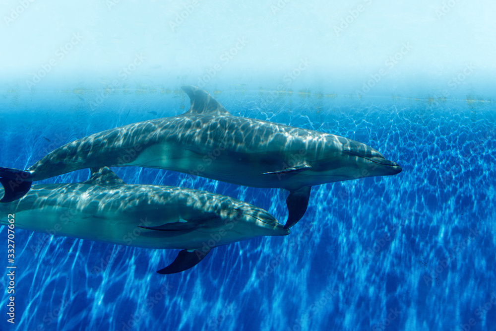 Fototapeta premium dolphin fantasy