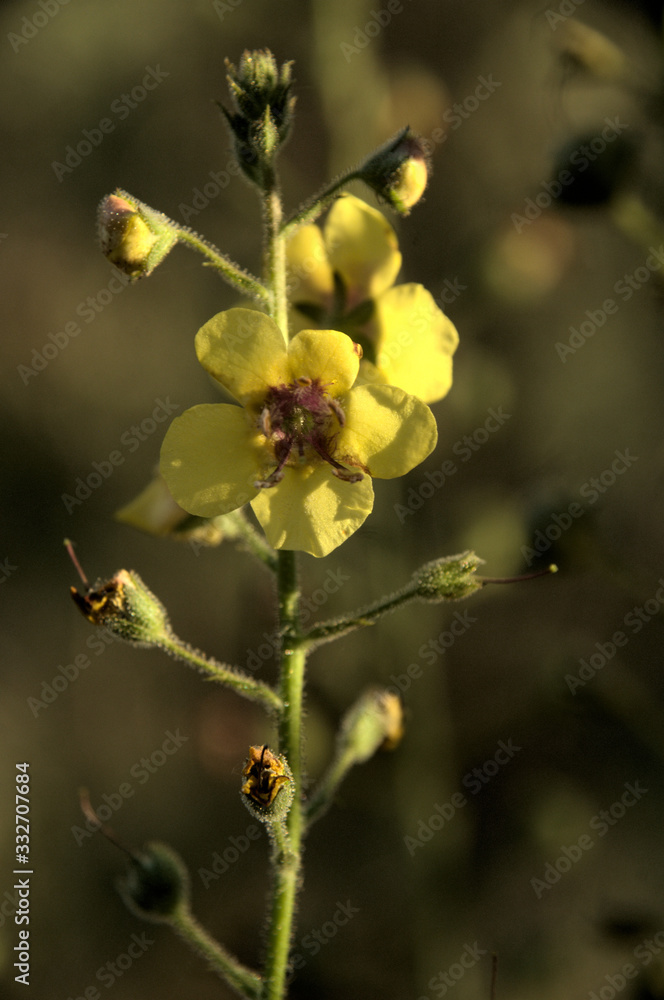 Verbascum nigrum; black mullein in Tuscan meadow Verbascum nigrum; black mullein in Tuscan meadow