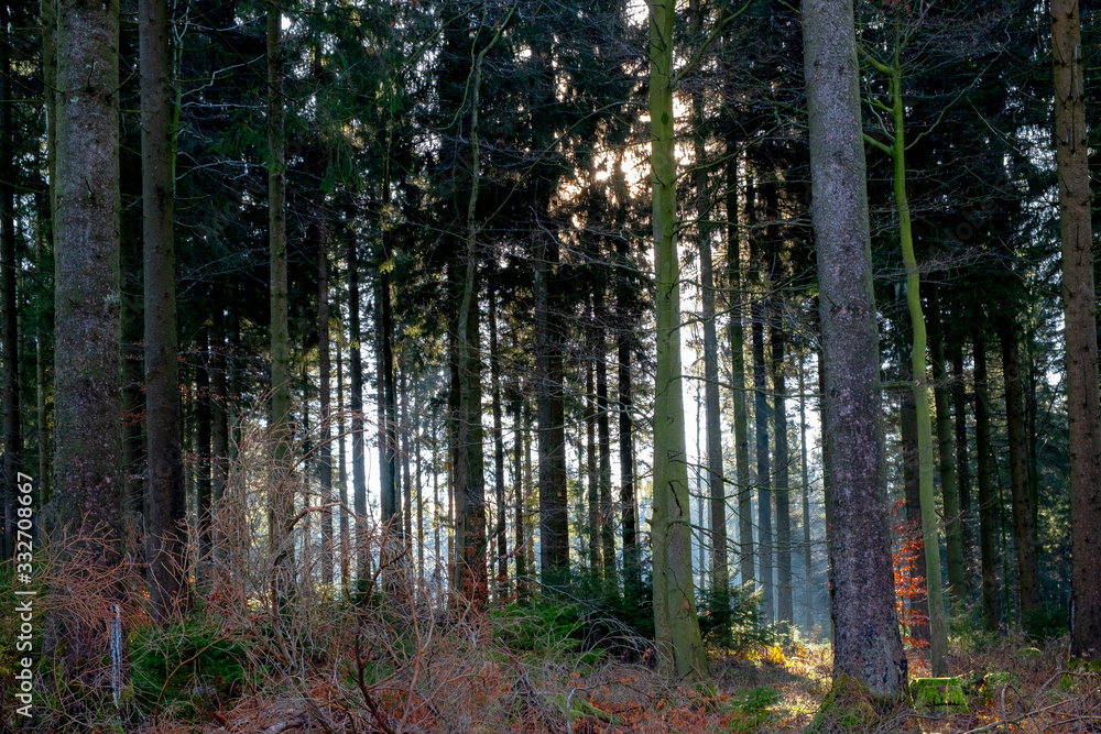 Obraz premium Peoples have a hiking, trekking, in a Black Forest, Germany, trough waterfall and trees