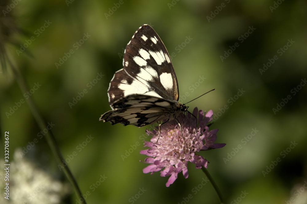 Melenargia galathea; marbled white butterfly in Tuscan meadow Melenargia galathea; marbled white butterfly in Tuscan meadow