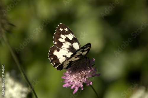 Melenargia galathea  marbled white butterfly in Tuscan meadow © elliottcb