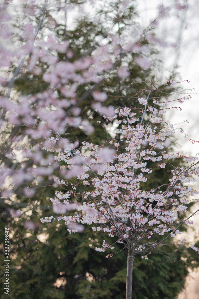 Sakura or cherry blossom flower full bloom