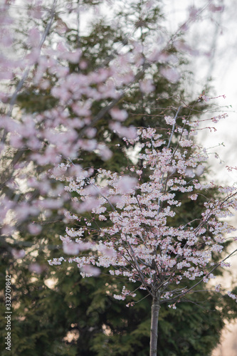 Wallpaper Mural Sakura or cherry blossom flower full bloom Torontodigital.ca