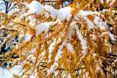 Siberian larch or Larix sibirica branches with yellow needles under the first snow