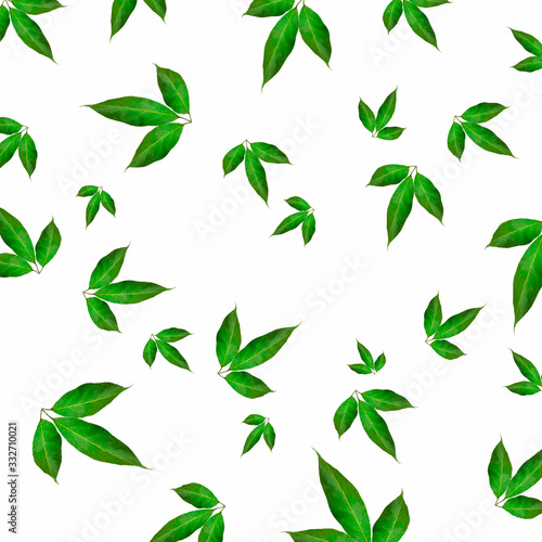 texture with green leaves and branches isolated on white background. lay flat, top view