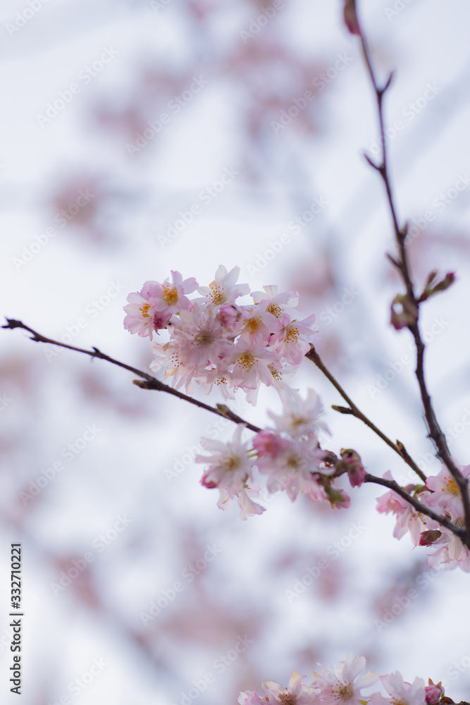 Sakura or cherry blossom flower full bloom Sakura or cherry blossom flower full bloom