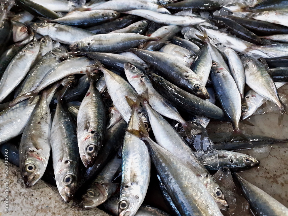 Fresh fish at the market, mackerel, used as food sold and new. Thailand