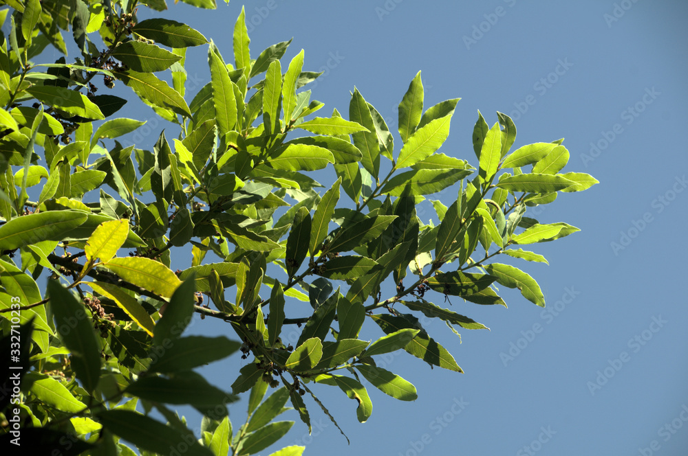 Bay leaves (Laurus nobilis) in Summer sunlight in a Tuscan garden near Florence Bay leaves (Laurus nobilis) in Summer sunlight in a Tuscan garden near Florence
