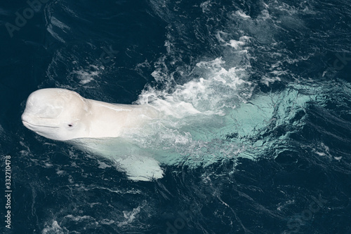 カワウソ ポートレート