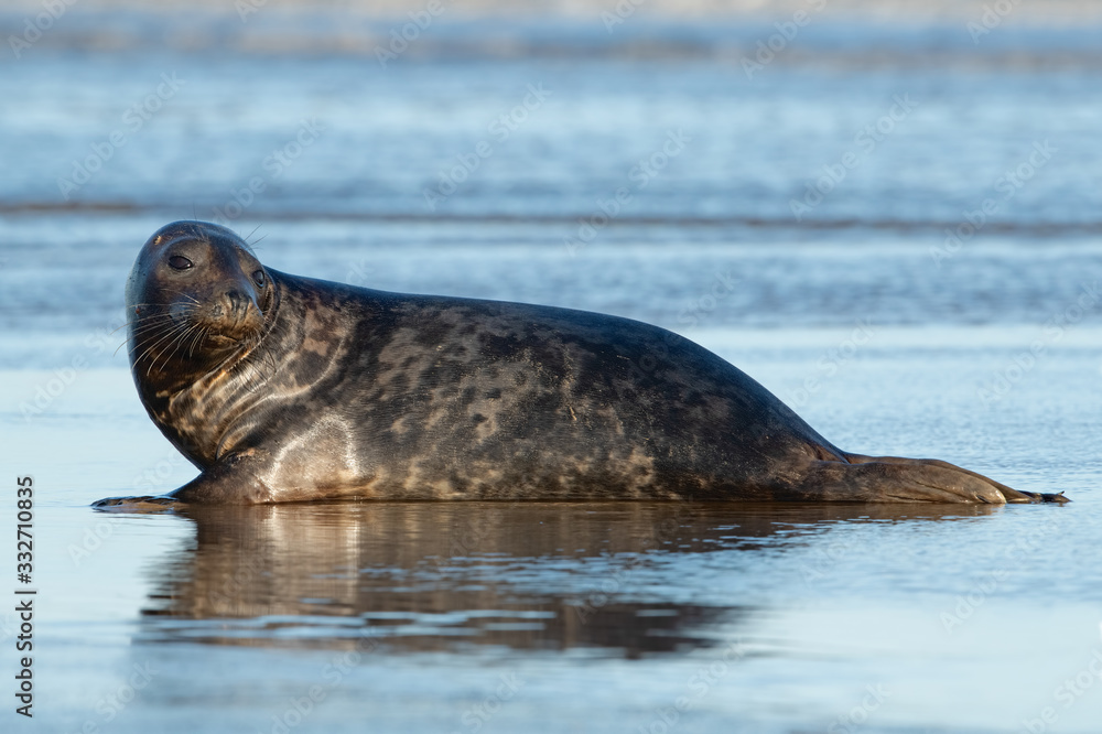 Naklejka premium Harbor Seal (Phoca vitulina) at the edge of the ocean
