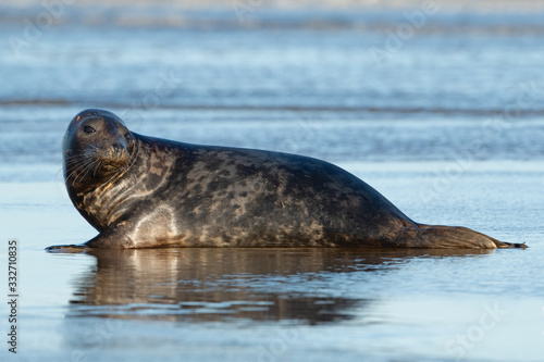 Harbor Seal (Phoca vitulina) at the edge of the ocean