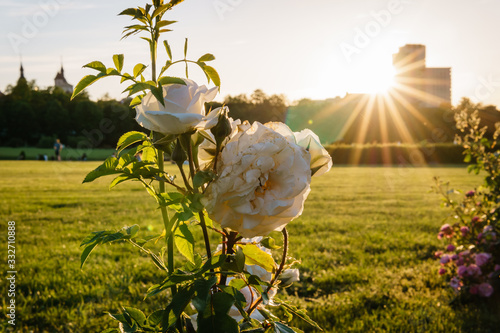 Rosen in der Sonne