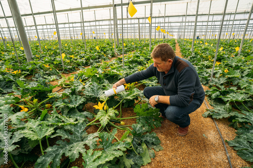 Male farmer applying insects for biological pest control in an organic zucchini crop in a greenhouse in Almería. Integrated pest management technique in the field of crops. Biological