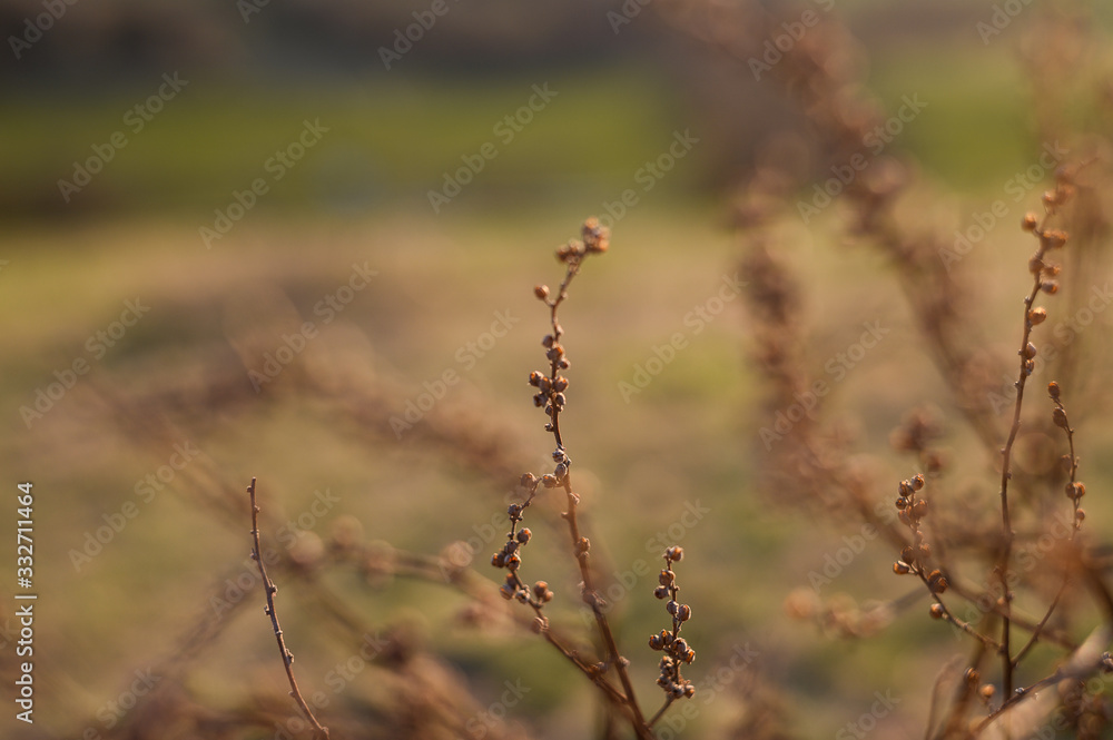 Dry flowers outdoor in golden hour evening, macro Dry flowers outdoor in golden hour evening, macro