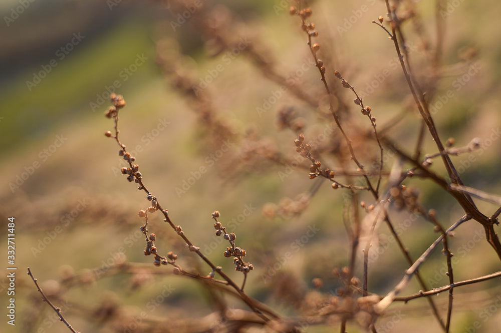 Dry flowers outdoor in golden hour evening, macro Dry flowers outdoor in golden hour evening, macro